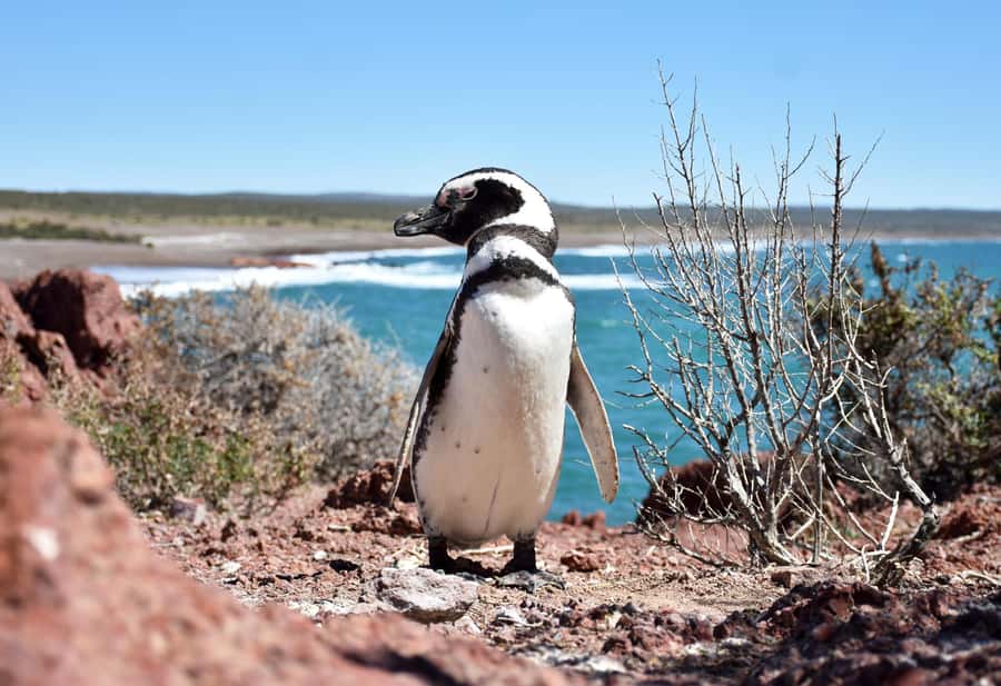 Punta Tombo Shore Excursion for Cruise Passengers + City - Returning to Puerto Madryn and the optional city tour