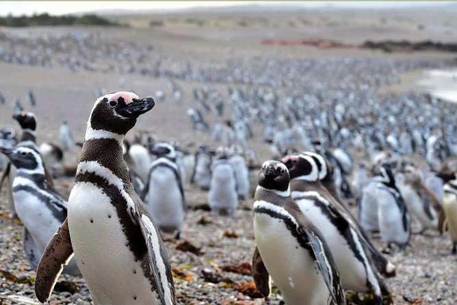 Punta Tombo Shore Excursion w/box Lunch(Shared tour for cruises) - Key points at a glance