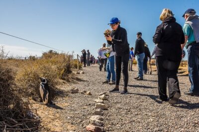 Punta Tombo Shore Excursion w/box Lunch(Shared tour for cruises)