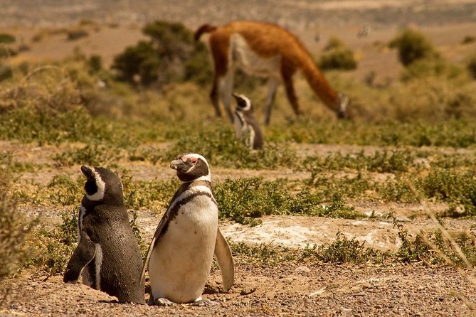 Punta Tombo Shore Excursion w/box Lunch(Shared tour for cruises) - What you learn about Magellanic penguins