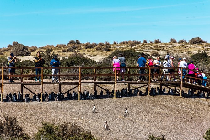 Punta Tombo Shore Excursion w/box Lunch(Shared tour for cruises) - Box lunch and practical comfort