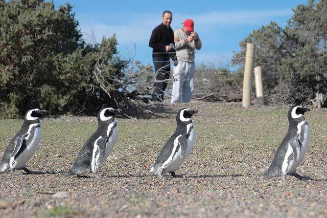 Punta Tombo Shore Excursion w/box Lunch(Shared tour for cruises) - Is $135 a fair price?