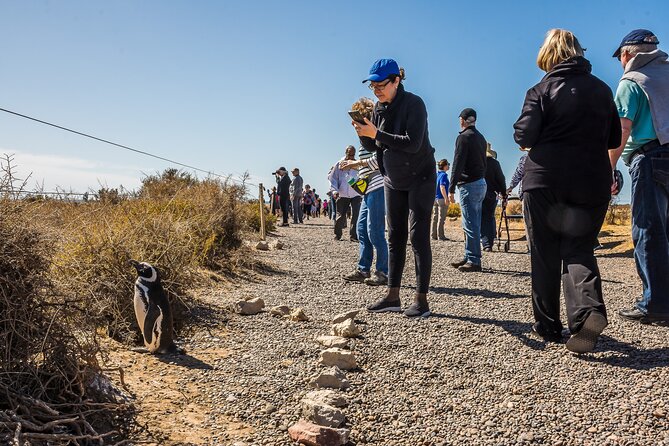 Punta Tombo Shore Excursion w/box Lunch(Shared tour for cruises) - Crossing the Patagonian steppe