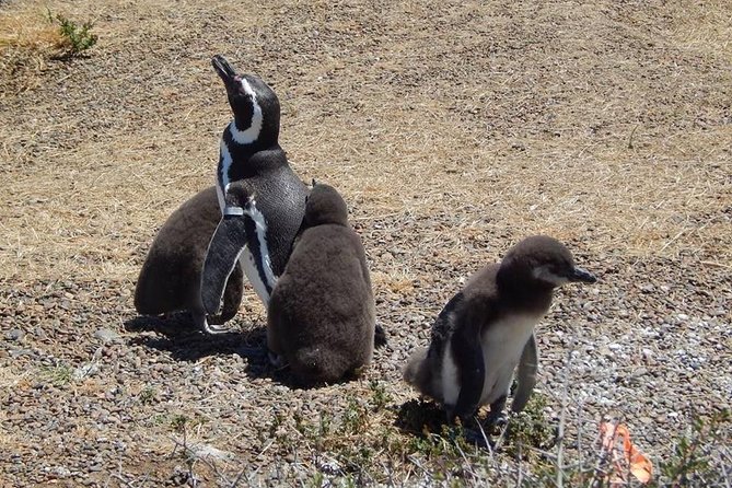 Punta Tombo Tour, the Penguin Experience - Why Punta Tombo is worth the road trip