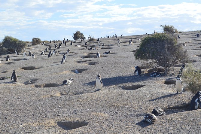Punta Tombo Tour, the Penguin Experience - What the 9 to 11 hour day feels like