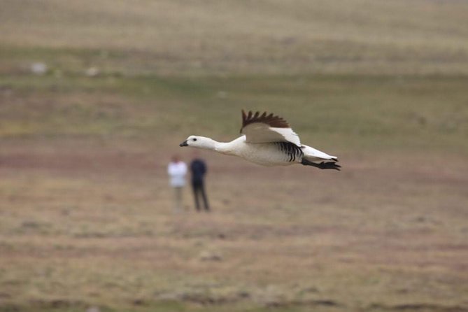 SAFARI EXPERIENCE - WILDLIFE & STEPPE - Chenques and Tehuelche heritage