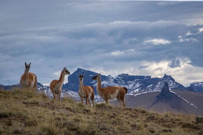 SAFARI EXPERIENCE - WILDLIFE & STEPPE - Lunch or dinner at Estancia 25 de Mayo