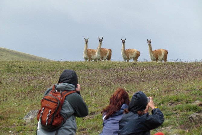 Safari Experience - Wildlife & Steppe - Is $175 a fair price in El Calafate?