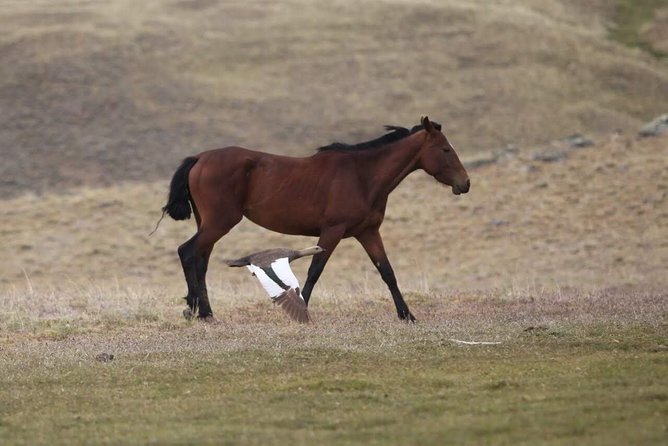 Safari Experience - Wildlife & Steppe - Practical advice for getting the most from the ride