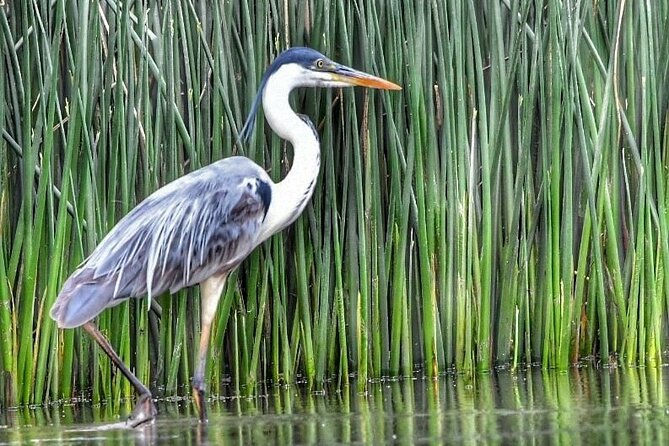 Safari náutico en tigre - Who Will Enjoy This Most?