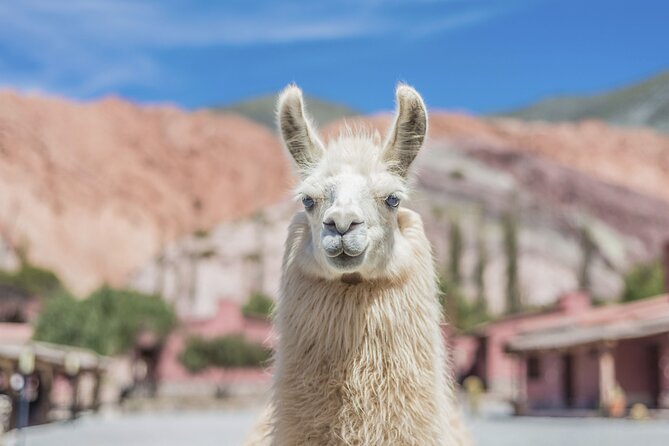 Salinas Grandes and Purmamarca Full Day Tour - Reaching the bright expanse of Salinas Grandes