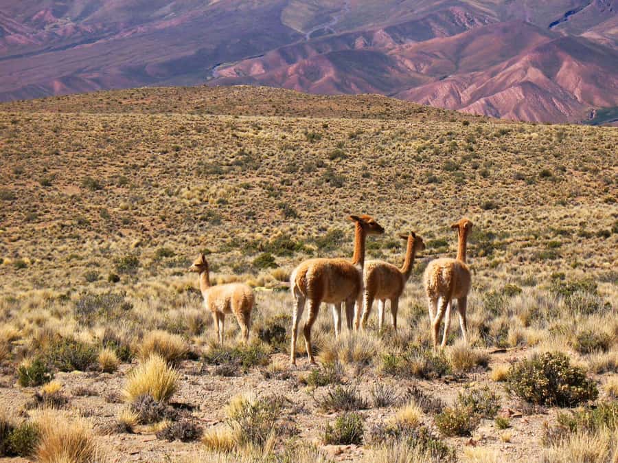Salta: Quebrada de Humahuaca and Purmamarca Day Trip - Tilcara’s ruins and archaeological museum