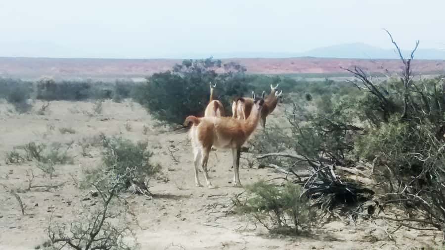 San Juan: Ischigualasto National Park - Moon Valley - Entering the Ischigualasto Provincial Park