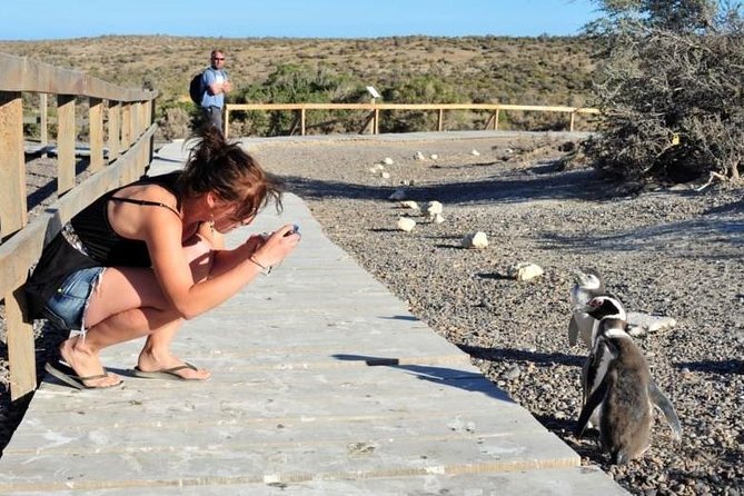 Shore Excursion Punta Tombo cruise passengers Puerto Madryn - Five things to know before you book