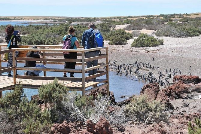 Shore Excursion Punta Tombo cruise passengers Puerto Madryn - Punta Tombo: penguins close to the walking path