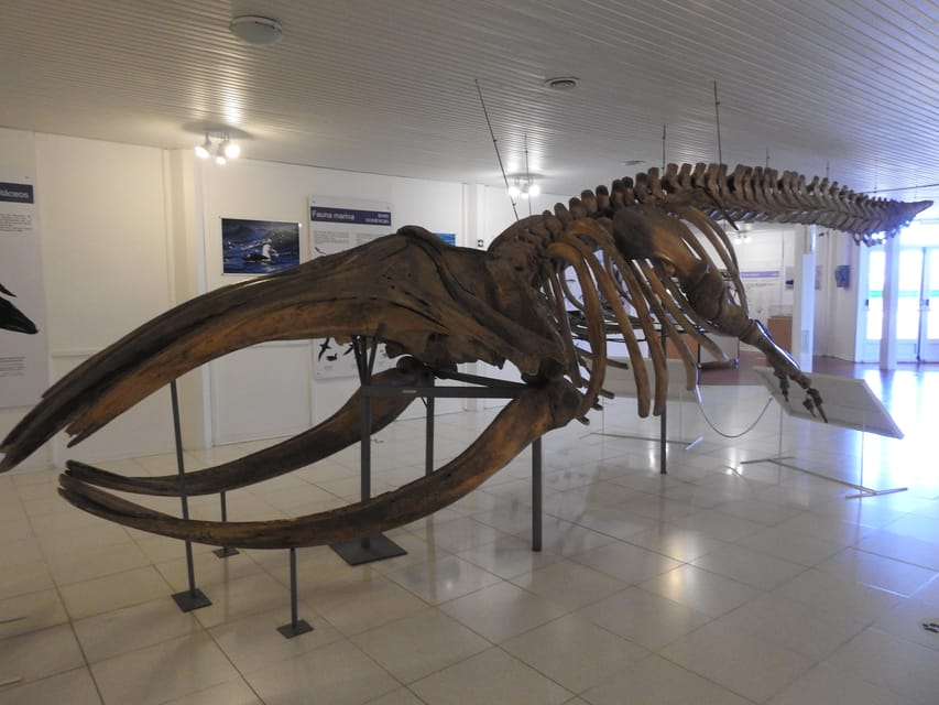 Shore Tours Peninsula Valdes Puerto Madryn Cruise Passengers - What the $120 price really includes