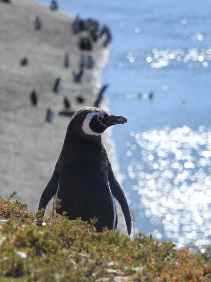 Shore Tours Peninsula Valdes Puerto Madryn Cruise Passengers - Caleta Valdés: the wildlife centerpiece