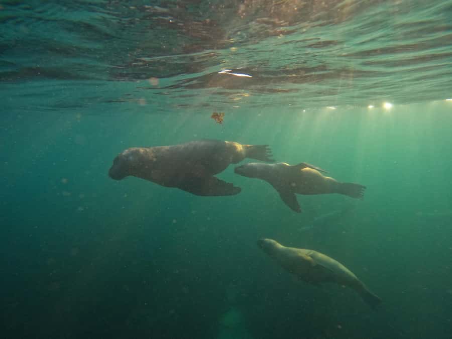 Snorkeling with Sea Lions - The essential points before you book