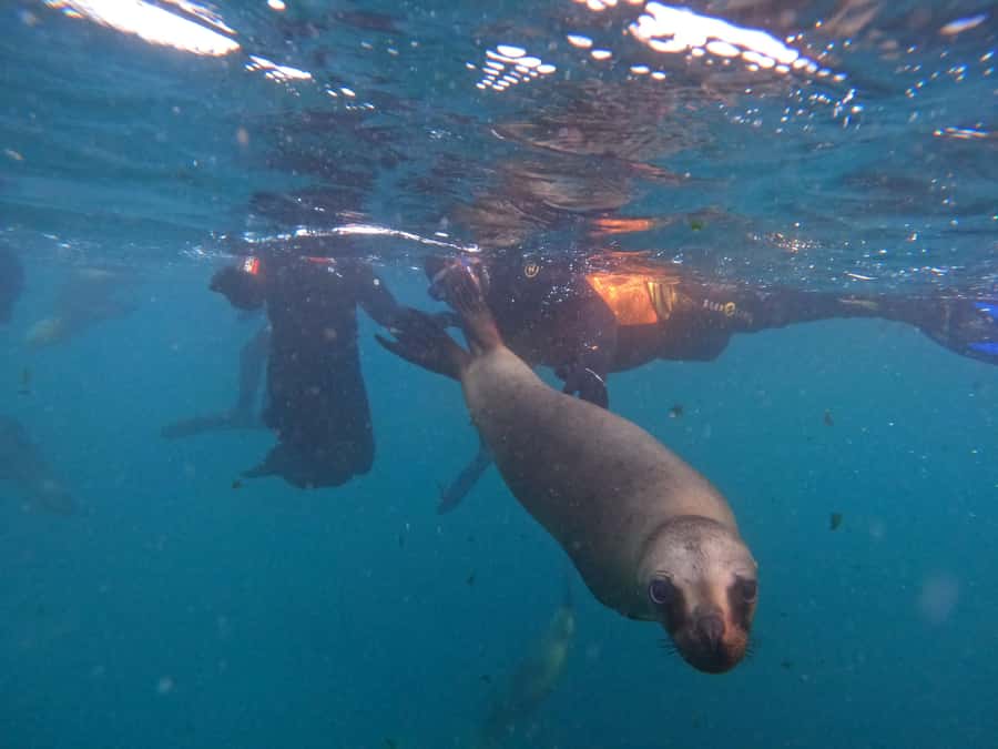 Snorkeling with Sea Lions - Starting at the Lobo Larsen center
