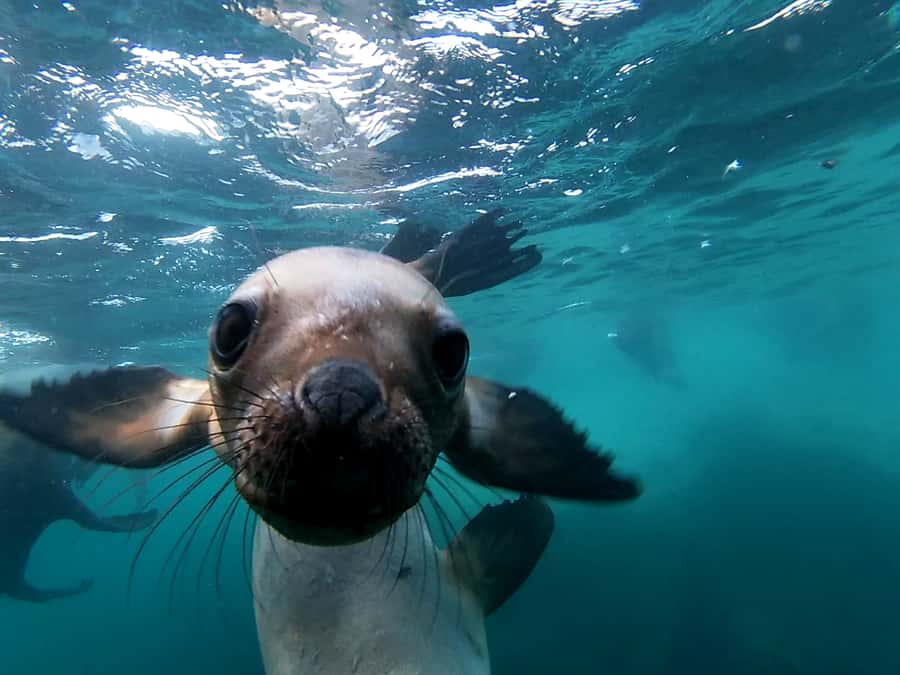 Snorkeling with Sea Lions - What makes these sea lions different