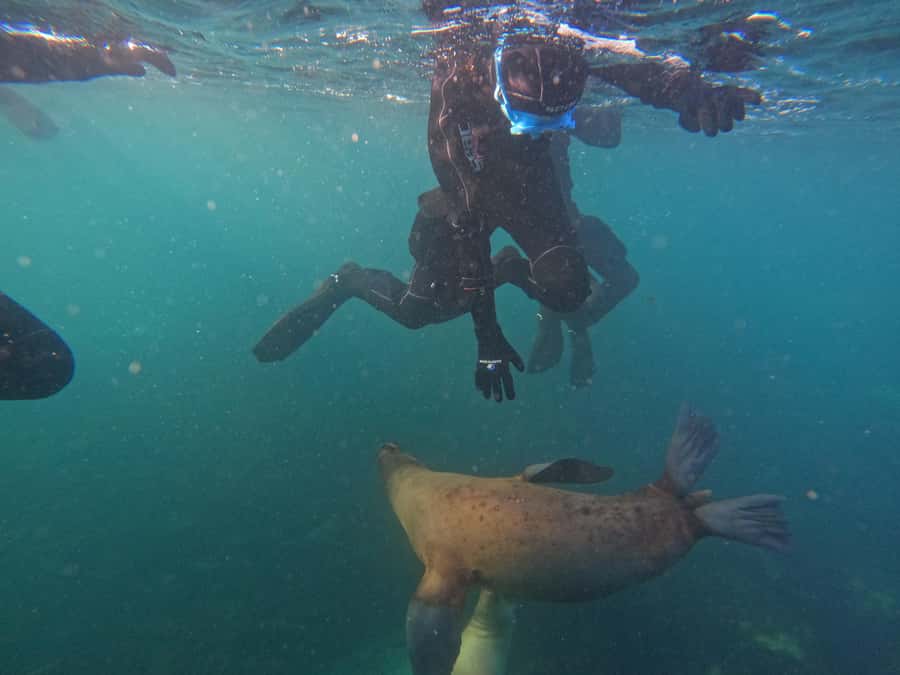 Snorkeling with Sea Lions - About 40 minutes in the water, if conditions allow