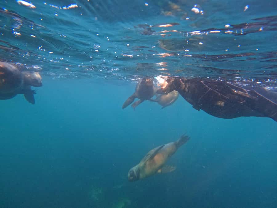 Snorkeling with Sea Lions - Equipment that helps in cold Patagonian water