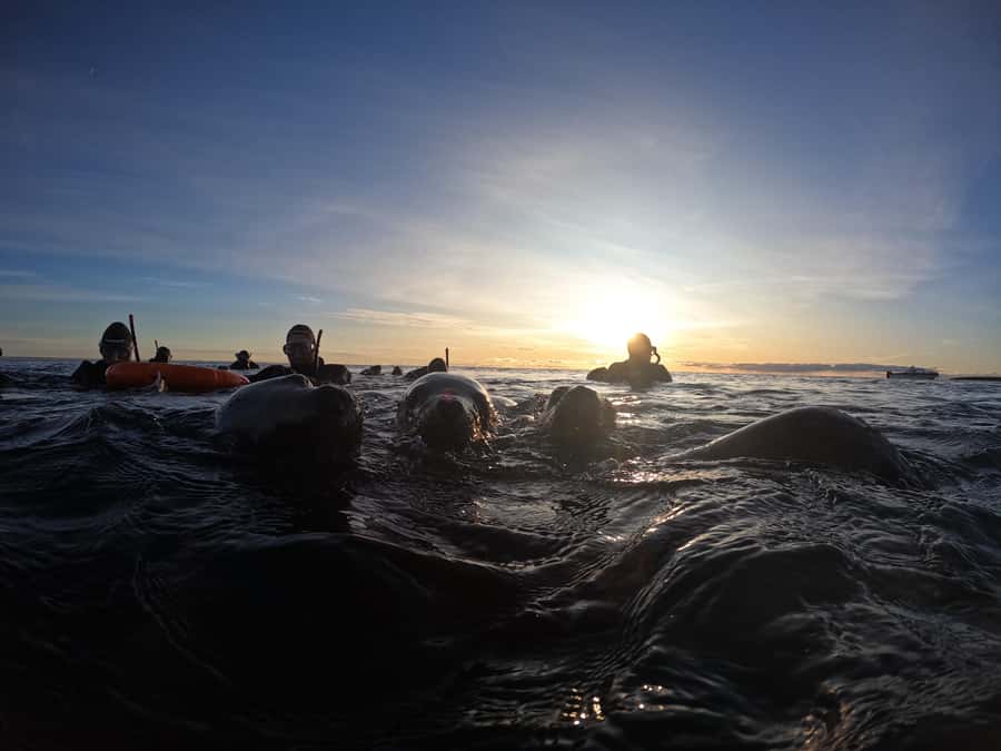 Snorkeling with Sea Lions - Final verdict: should you book it?