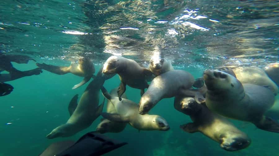 Snorkeling with Sea Lions - The 25-minute boat trip to Punta Loma