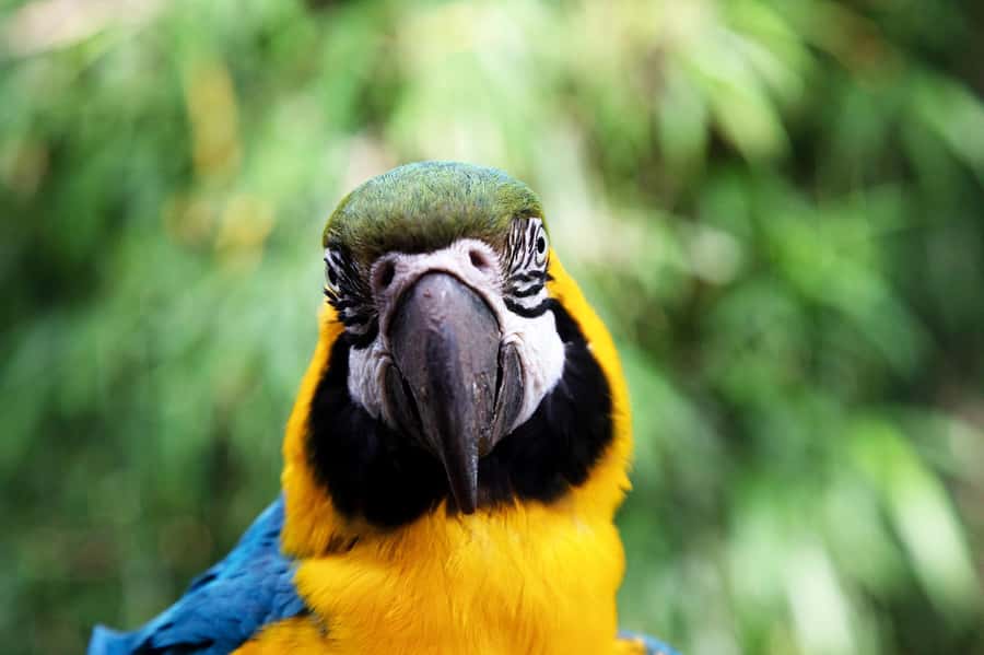 Temaiken Biopark Entry Tickets - Key Things to Know Before You Go
