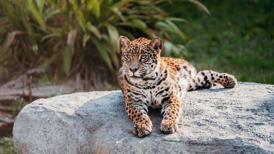 Temaiken Biopark Entry Tickets - What Temaiken Biopark Actually Offers