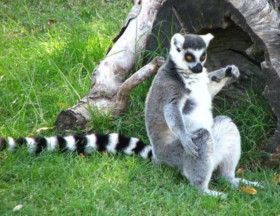 Temaiken Biopark Entry Tickets - Tigers, Bats, and Flying Foxes in the Asian Zone