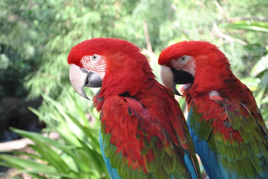 Temaiken Biopark Entry Tickets - Botanical Gardens and the Wider Park Setting