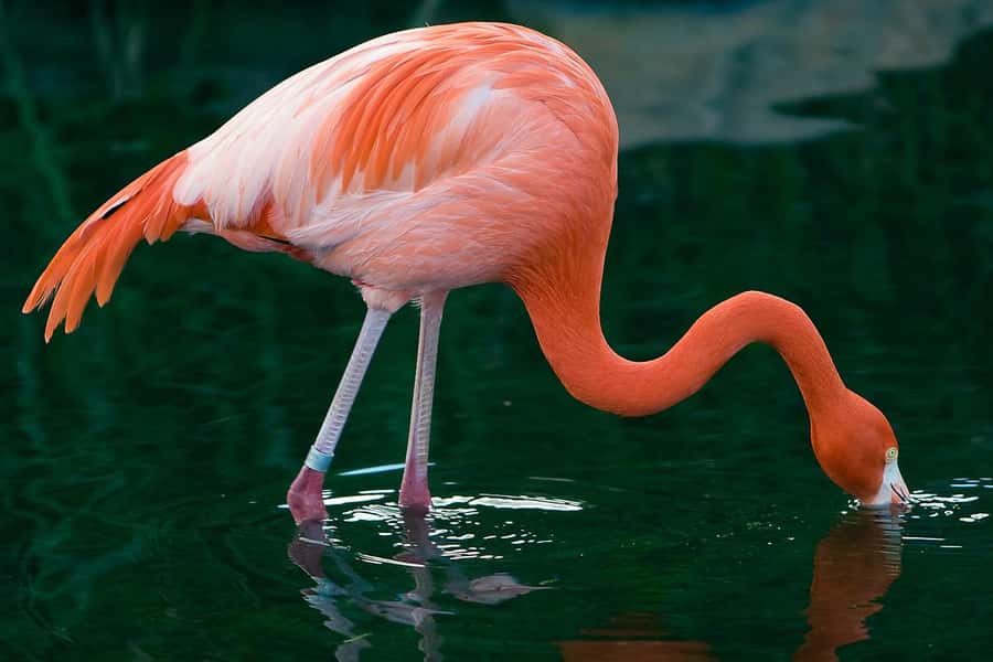 Temaiken Biopark Entry Tickets - Starting With Buenos Aires Province’s Native Wildlife