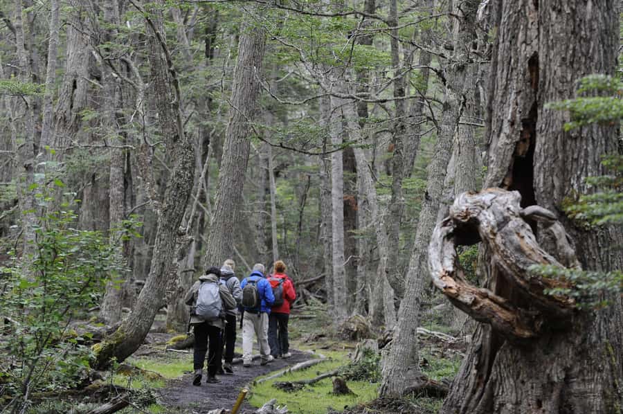 Tierra del Fuego National Park: Small Group Tour with Lunch - Lake Acigami, Laguna Verde, and the changing views