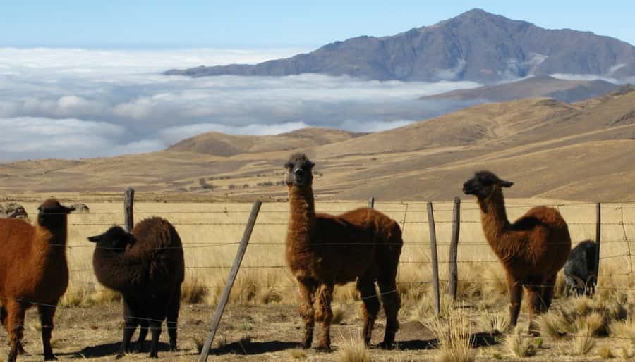Tucumán: Tafí del Valle Full Day Tour - What Makes This Tafí del Valle Tour Worth Considering