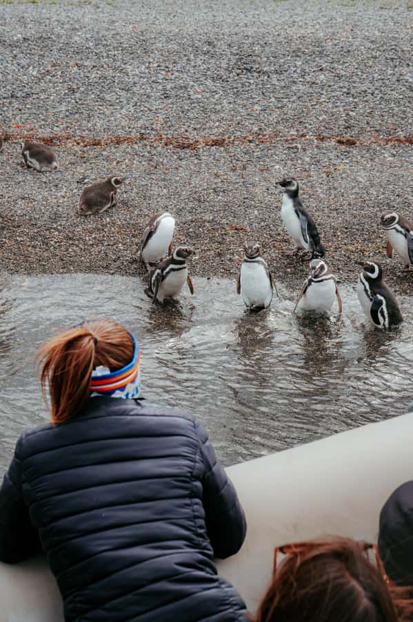 USHUAIA: ALMANZA, THE SPIDER CRAB ROUTE & PENGUIN SIGHTING - From Ushuaia into the Fuegian valleys