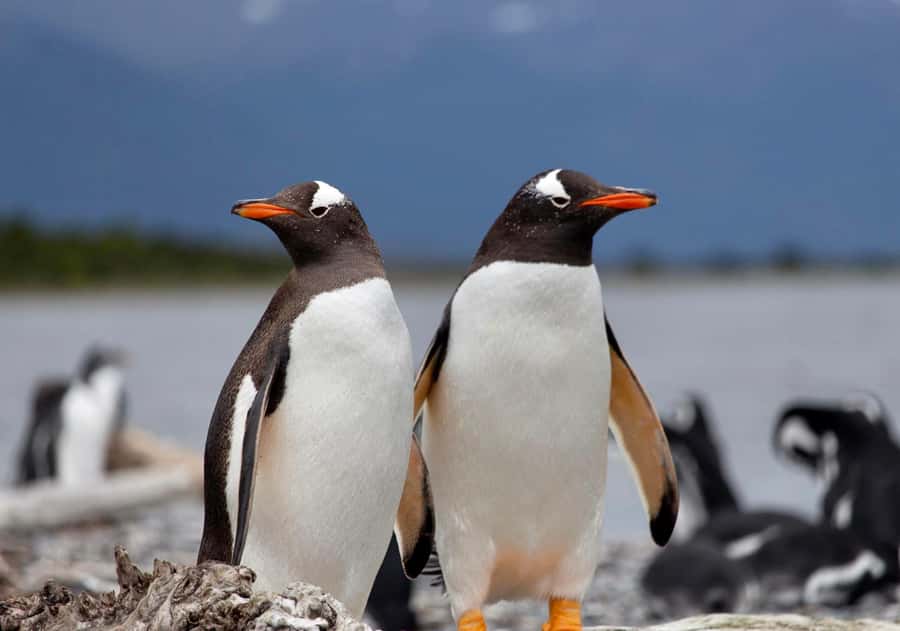 USHUAIA: ALMANZA, THE SPIDER CRAB ROUTE & PENGUIN SIGHTING - The Beagle Channel by comfortable zodiac