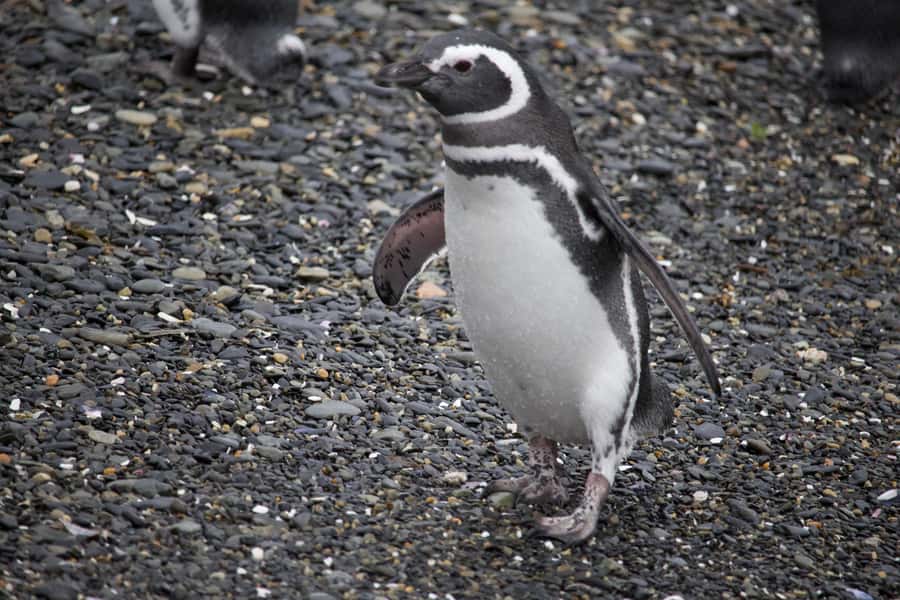 USHUAIA: ALMANZA, THE SPIDER CRAB ROUTE & PENGUIN SIGHTING - Price, timing, and practical limits