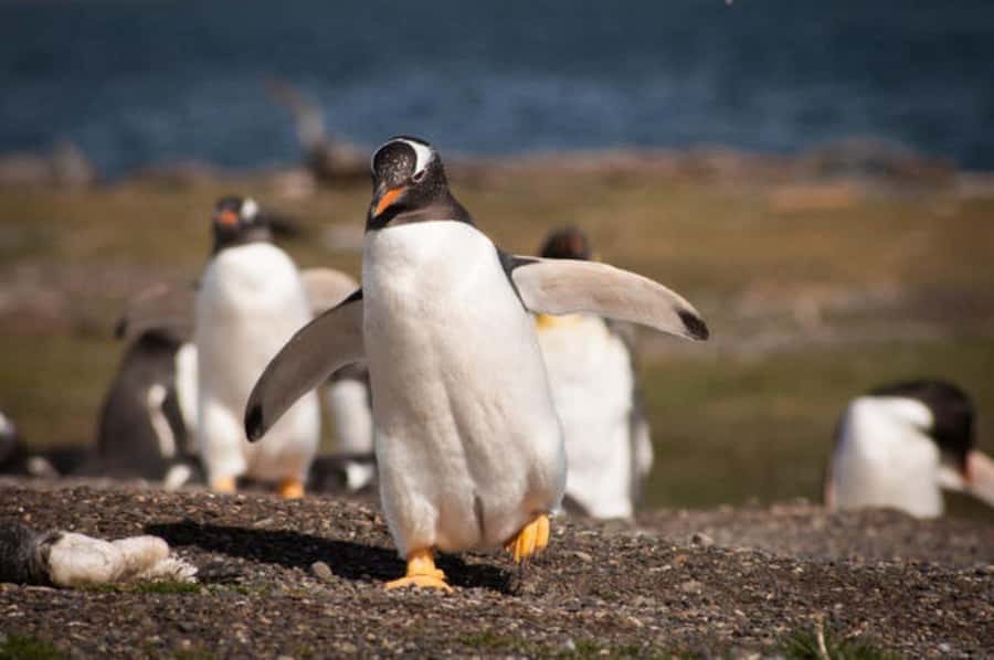 Ushuaia: Beagle Channel and Penguin Island - Key points to know before you go