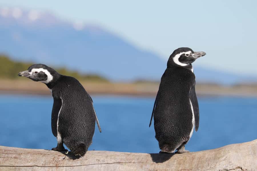 Ushuaia: Beagle Channel and Penguin Island - Getting to the Catamaranes Canoeros pier
