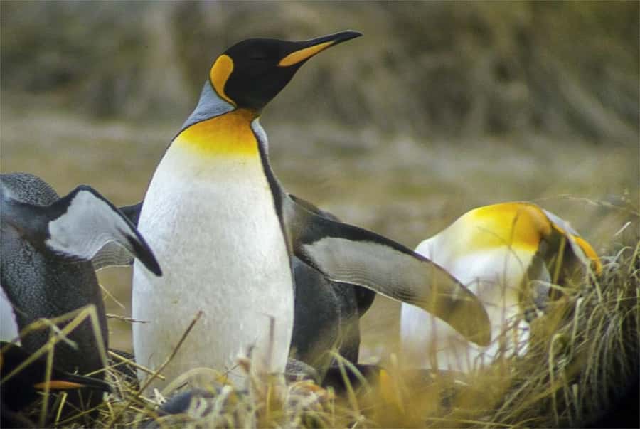 Ushuaia: Beagle Channel Boat Tour and Penguin Experience - Why Martillo Island is the star of the day