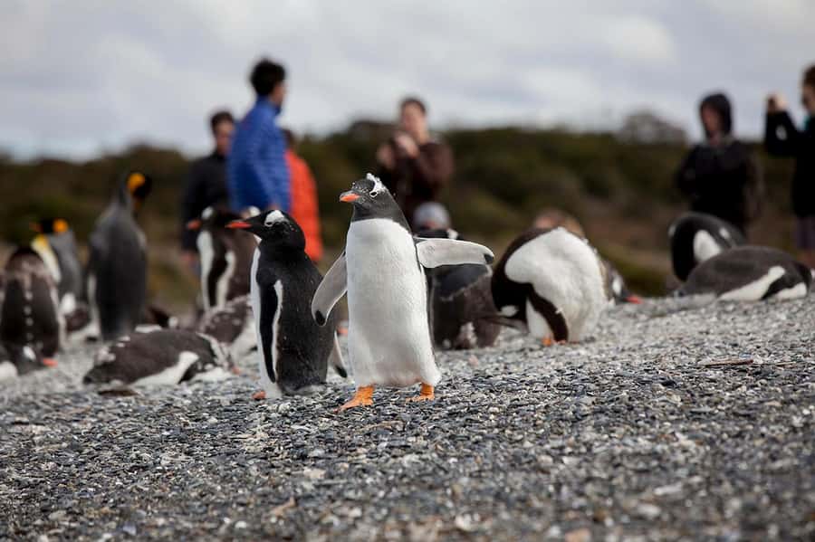 Ushuaia: Beagle Channel Boat Tour and Penguin Experience - Sailing the Beagle Channel