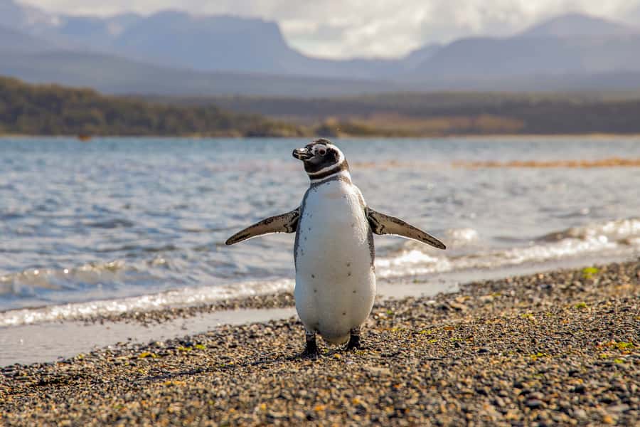 Ushuaia: Beagle Channel Boat Tour and Penguin Experience - The best time to book