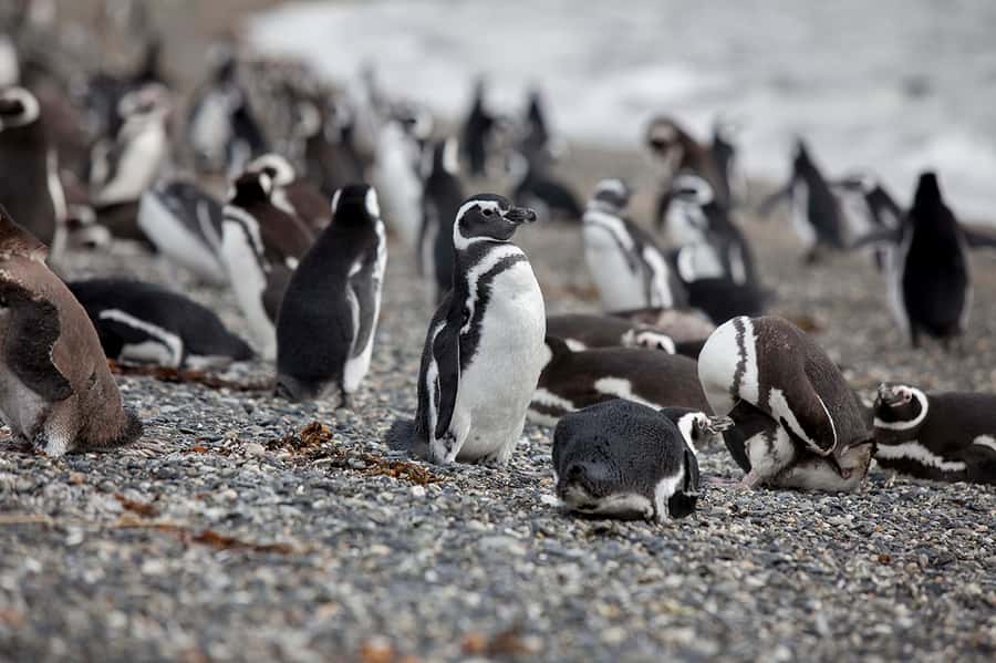 Ushuaia: Beagle Channel Boat Tour and Penguin Experience - Who should book this experience?