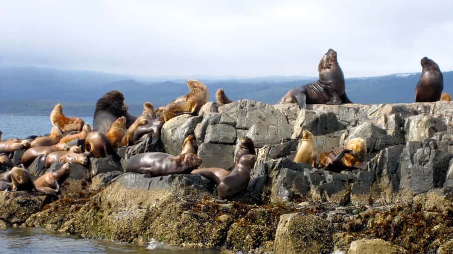 Ushuaia: Beagle Channel Boat Tour and Penguin Experience - The road from Ushuaia to Harberton Ranch