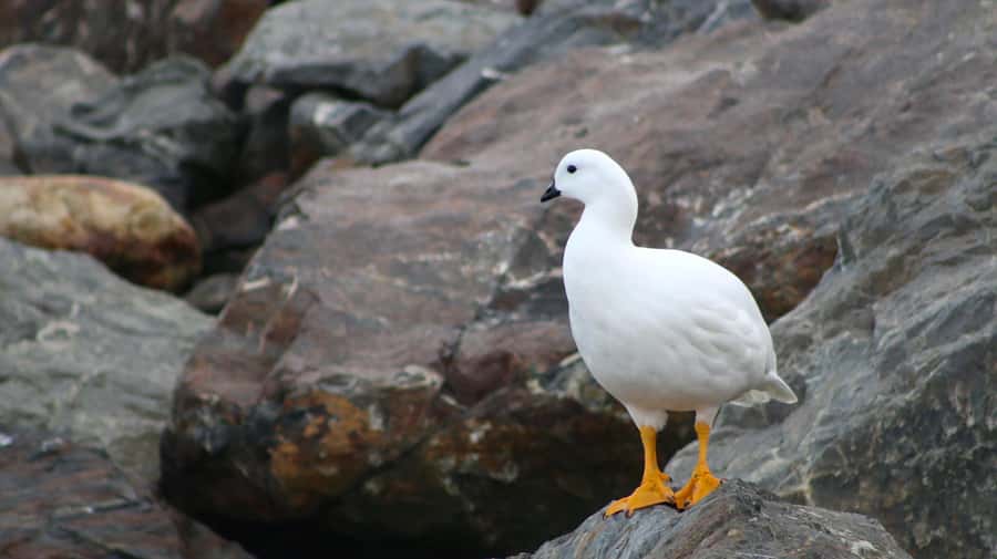 Ushuaia: Beagle Channel Catamaran Tour - Key points to know before you go