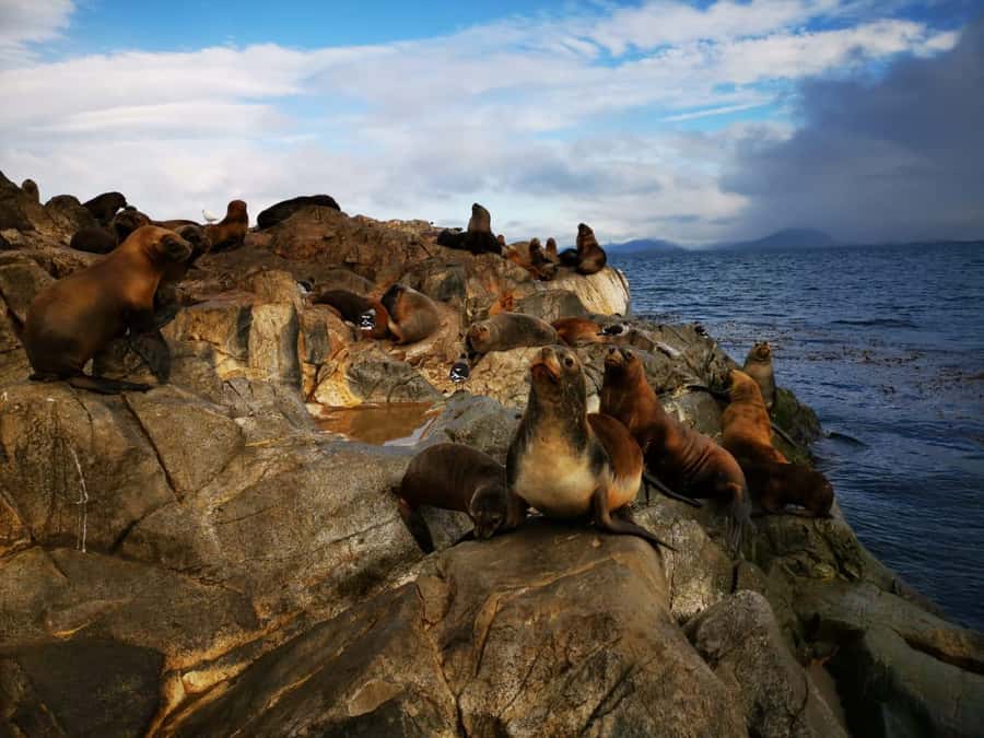 Ushuaia: Beagle Channel Catamaran Tour - Comfort, guiding, and the onboard photo issue
