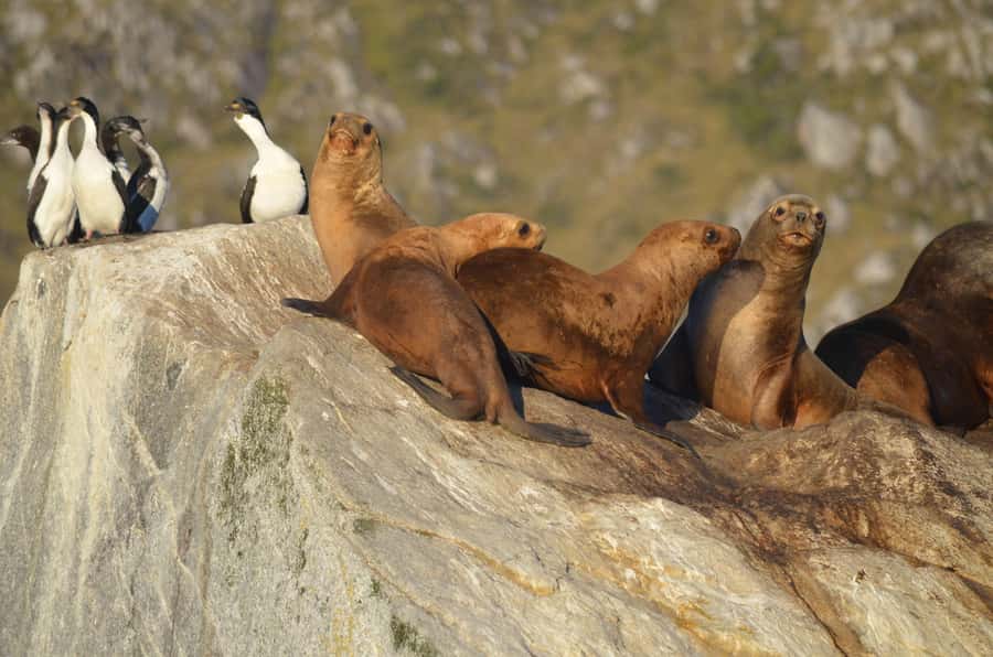 Ushuaia: Beagle Channel Catamaran Tour - Setting out from Av. Prefectura Naval Argentina 410