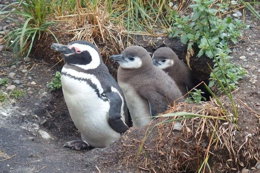 Ushuaia: Beagle Channel Penguin Colony Tour - Key points to know before sailing