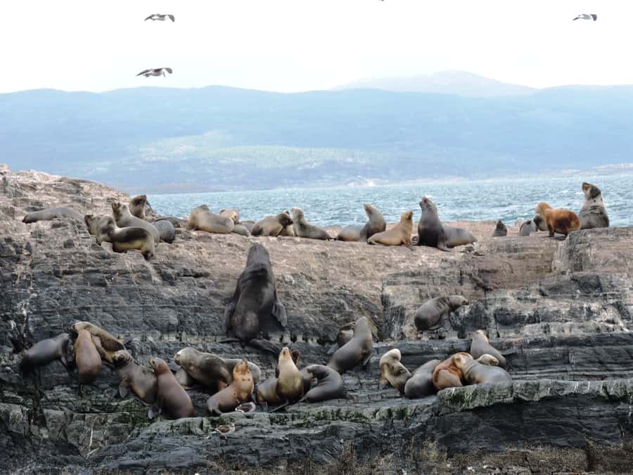 Ushuaia: Beagle Channel & Sea Wolves Island Catamaran Cruise - Comfort, crowding, and photography